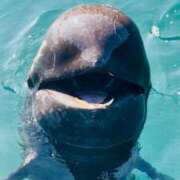 ヒメ日記 2026/01/18 07:00 投稿 あきほ 出会い系人妻ネットワーク錦糸町～小岩編