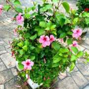 ヒメ日記 2026/01/28 13:24 投稿 あきほ 出会い系人妻ネットワーク錦糸町～小岩編