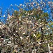 ヒメ日記 2026/02/10 10:15 投稿 あきほ 出会い系人妻ネットワーク錦糸町～小岩編