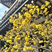 ヒメ日記 2026/03/06 09:01 投稿 あきほ 出会い系人妻ネットワーク錦糸町～小岩編