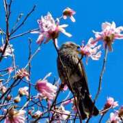あきほ ご予約のお礼と大好きなひよちゃん♡ 出会い系人妻ネットワーク錦糸町～小岩編