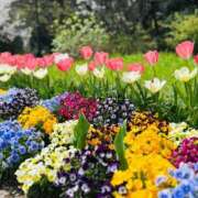 ヒメ日記 2026/04/03 09:44 投稿 あきほ 出会い系人妻ネットワーク錦糸町～小岩編