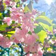 ヒメ日記 2026/04/17 09:25 投稿 あきほ 出会い系人妻ネットワーク錦糸町～小岩編