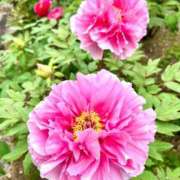 あきほ 入店5ヶ月を迎えました。 口コミありがとうございます🌸💖🪽 出会い系人妻ネットワーク錦糸町～小岩編