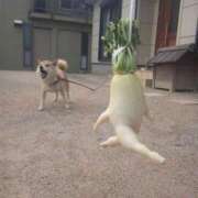 ヒメ日記 2026/02/09 14:24 投稿 すいれん 鹿児島ちゃんこ 薩摩川内店