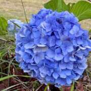 ヒメ日記 2026/06/17 22:20 投稿 すいれん 鹿児島ちゃんこ 薩摩川内店