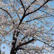 ひすい 花粉、、 奥鉄オクテツ東京店（デリヘル市場）