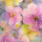 ヒメ日記 2026/01/26 12:48 投稿 星丘 美零 30代40代50代と遊ぶなら博多人妻専科24時