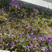 ヒメ日記 2026/04/04 08:58 投稿 菫(すみれ) PLUS十三店