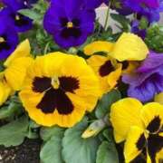 ヒメ日記 2026/04/16 11:30 投稿 菫(すみれ) PLUS十三店