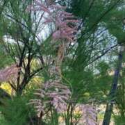 ヒメ日記 2026/05/23 08:58 投稿 菫(すみれ) PLUS十三店