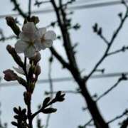 ヒメ日記 2026/03/20 15:03 投稿 瑠華【ルカ】 輝女