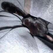 ヒメ日記 2025/11/18 16:45 投稿 すみれ チューリップ土浦店