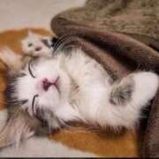 ヒメ日記 2025/11/26 11:08 投稿 すみれ チューリップ土浦店