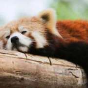 ヒメ日記 2025/12/01 18:08 投稿 すみれ チューリップ土浦店