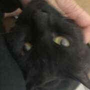 ヒメ日記 2025/12/09 06:38 投稿 すみれ チューリップ土浦店