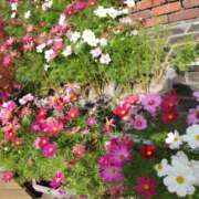 ヒメ日記 2025/11/25 20:48 投稿 はな Mother Complex～マザーコンプレックス～