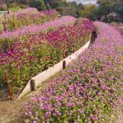 ヒメ日記 2025/12/01 08:48 投稿 はな Mother Complex～マザーコンプレックス～