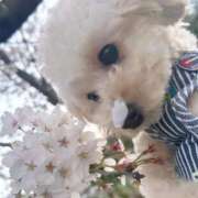 ヒメ日記 2026/04/11 16:18 投稿 リョウ【輝く曲線に視線独占】 バニーコレクション 中洲店