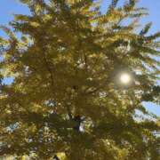 ヒメ日記 2025/11/22 11:33 投稿 さおり 東京人妻セレブリティ（ユメオト）