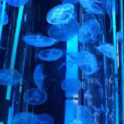 ヒメ日記 2025/12/08 10:47 投稿 さおり 東京人妻セレブリティ（ユメオト）