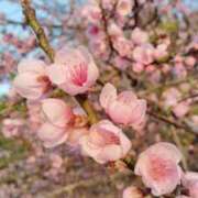 ヒメ日記 2026/01/26 14:55 投稿 さおり 東京人妻セレブリティ（ユメオト）