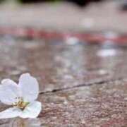 ヒメ日記 2026/04/13 08:45 投稿 静花【シズカ】 輝女