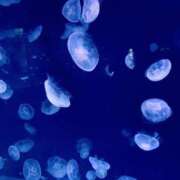 ヒメ日記 2026/03/29 12:36 投稿 ゆき 夜這い茶屋 はなれ