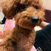 澤村りむ わんちゃん🐶🍨 プラチナアロマ川越