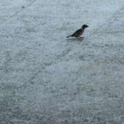 ヒメ日記 2026/01/24 10:35 投稿 かめ エピセレクション