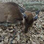 ヒメ日記 2026/03/06 11:16 投稿 ひづき THE ESUTE HOUSE 柴田