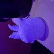 ヒメ日記 2026/01/22 19:07 投稿 もも ∞ (はっち)