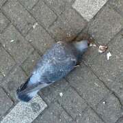 ヒメ日記 2026/01/23 18:05 投稿 もも ∞ (はっち)