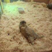 ヒメ日記 2026/02/18 20:28 投稿 もも ∞ (はっち)