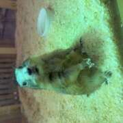 ヒメ日記 2026/03/04 18:24 投稿 もも ∞ (はっち)