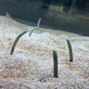 ヒメ日記 2026/01/12 14:29 投稿 さな 札幌しこたまクリニック