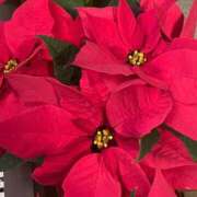 ヒメ日記 2025/11/19 21:27 投稿 いろは あげまん 西中島店