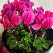 ヒメ日記 2025/12/11 08:56 投稿 いろは あげまん 西中島店