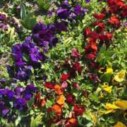 ヒメ日記 2026/03/18 20:22 投稿 いろは あげまん 西中島店