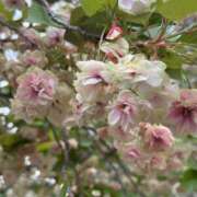 ヒメ日記 2026/04/18 12:49 投稿 いろは あげまん 西中島店