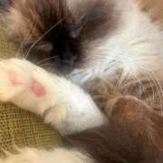 ヒメ日記 2025/12/07 23:09 投稿 るり ピンクコレクション大阪