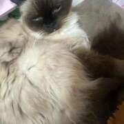 ヒメ日記 2026/01/18 21:41 投稿 るり ピンクコレクション大阪