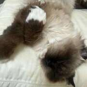 ヒメ日記 2026/01/19 02:41 投稿 るり ピンクコレクション大阪