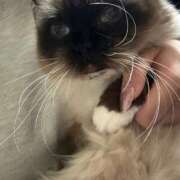 るり 次回1時半頃- ピンクコレクション大阪