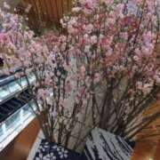 ヒメ日記 2026/04/04 20:59 投稿 ことり 恥じらいエステ