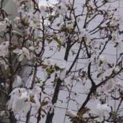 ヒメ日記 2026/04/09 08:09 投稿 ことり 恥じらいエステ