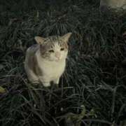 ☆しおん☆ おやすみ🐱 100％本人が来る店！！デリヘル『ロイヤルフラッシュ』