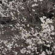 はづき 【お礼日記】お仕事頑張りすぎのあなた AVANCE福岡