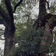 ヒメ日記 2026/03/01 11:46 投稿 はづき AVANCE福岡