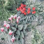 ヒメ日記 2026/03/15 00:53 投稿 はづき AVANCE福岡